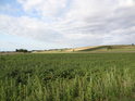 Jižní strana od Moravského pole, směr Dürnkrut.
